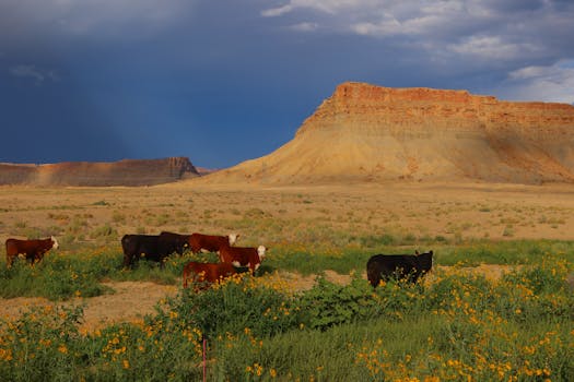 Keeping Oklahoma Kids Safe: What You Really Need to Know About Booster Seat Laws
